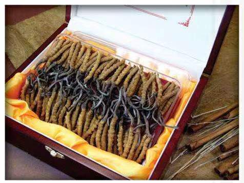 根河冬虫夏草回收